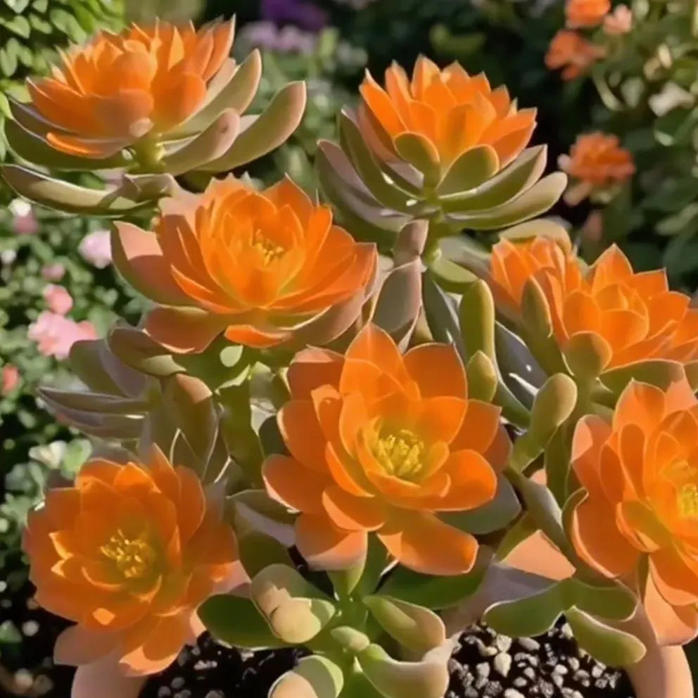 Purple Moon Orchid Bulbs - Mosquito Repellent Orchid