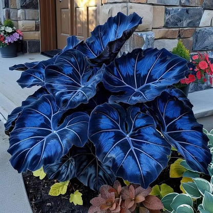 👨‍🌾 Giant Elephant Ear Seeds – Tropical Plants with Massive Leaves
