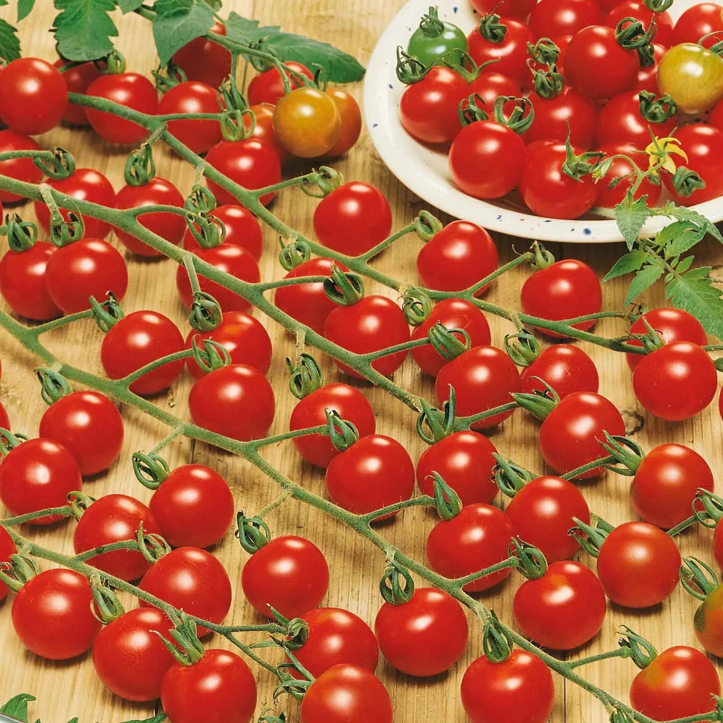 🌱 Easy to grow 🍅 Waterfall tomato seeds - high yield🔥Free Plant Growth Supplement