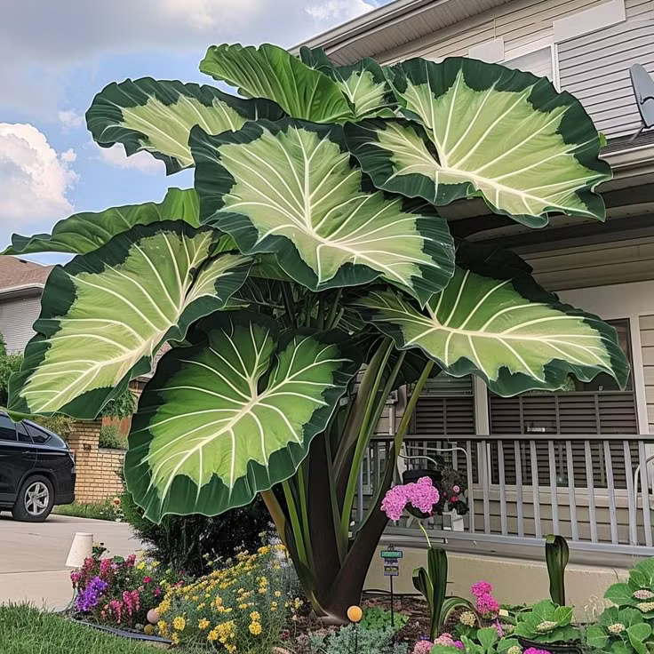👨‍🌾 Giant Elephant Ear Seeds – Tropical Plants with Massive Leaves