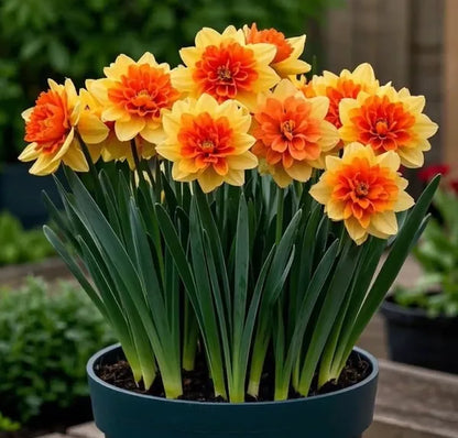 Large Flower Fragrance Fairy Dahlia Seeds🔥FREE PLANT GROWTH SUPPLEMENT🔥