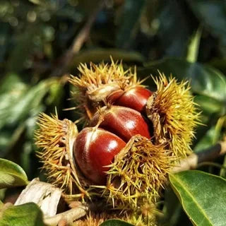 Dwarf Chestnut Seeds – Sweet and Fragrant Nuts