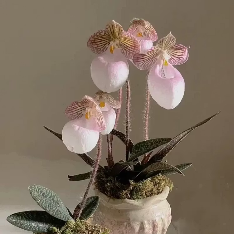 Mixed color Rare Slipper Orchid Seeds – Stunning Paired Colors, Easy to Grow Indoors