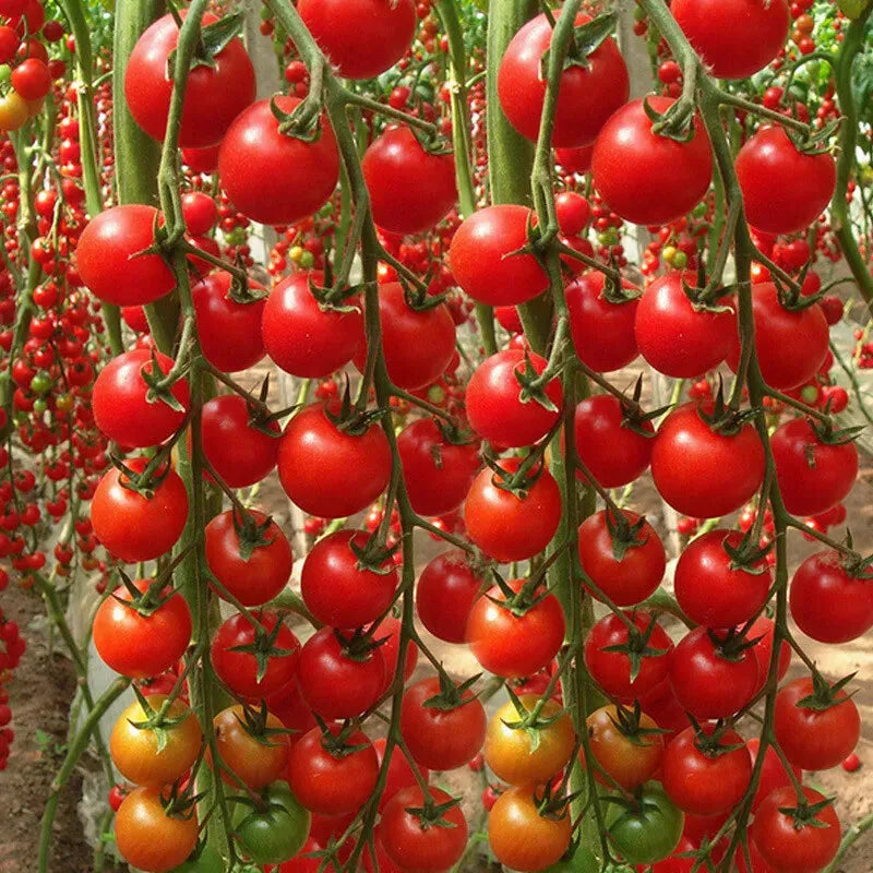 🌱 Easy to grow 🍅 Waterfall tomato seeds - high yield🔥Free Plant Growth Supplement