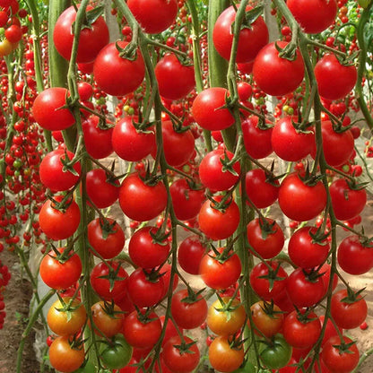 🌱 Easy to grow 🍅 Waterfall tomato seeds - high yield🔥Free Plant Growth Supplement