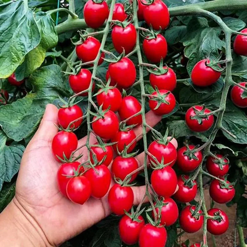 🌱 Easy to grow 🍅 Waterfall tomato seeds - high yield🔥Free Plant Growth Supplement