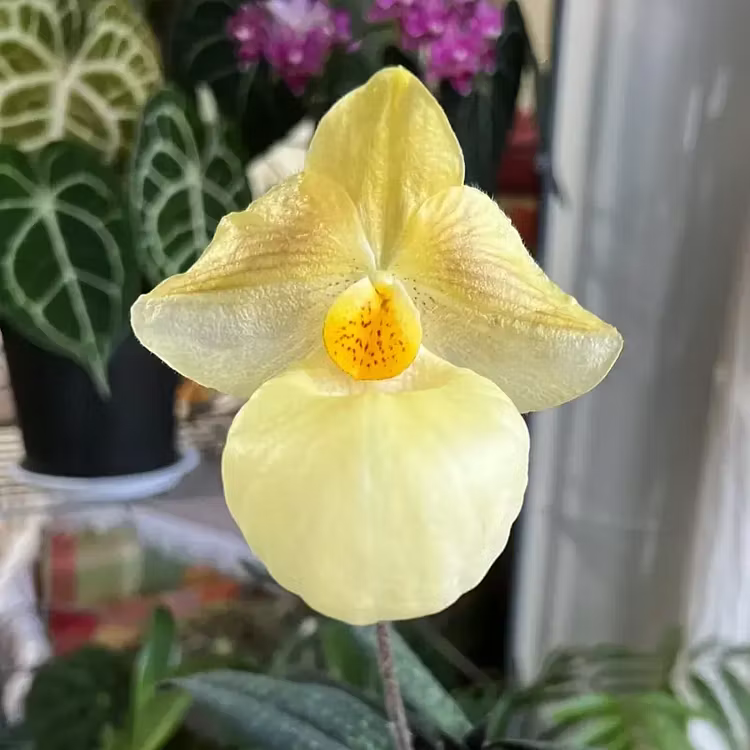 Mixed color Rare Slipper Orchid Seeds – Stunning Paired Colors, Easy to Grow Indoors