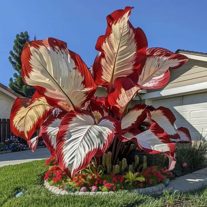👨‍🌾 Giant Elephant Ear Seeds – Tropical Plants with Massive Leaves