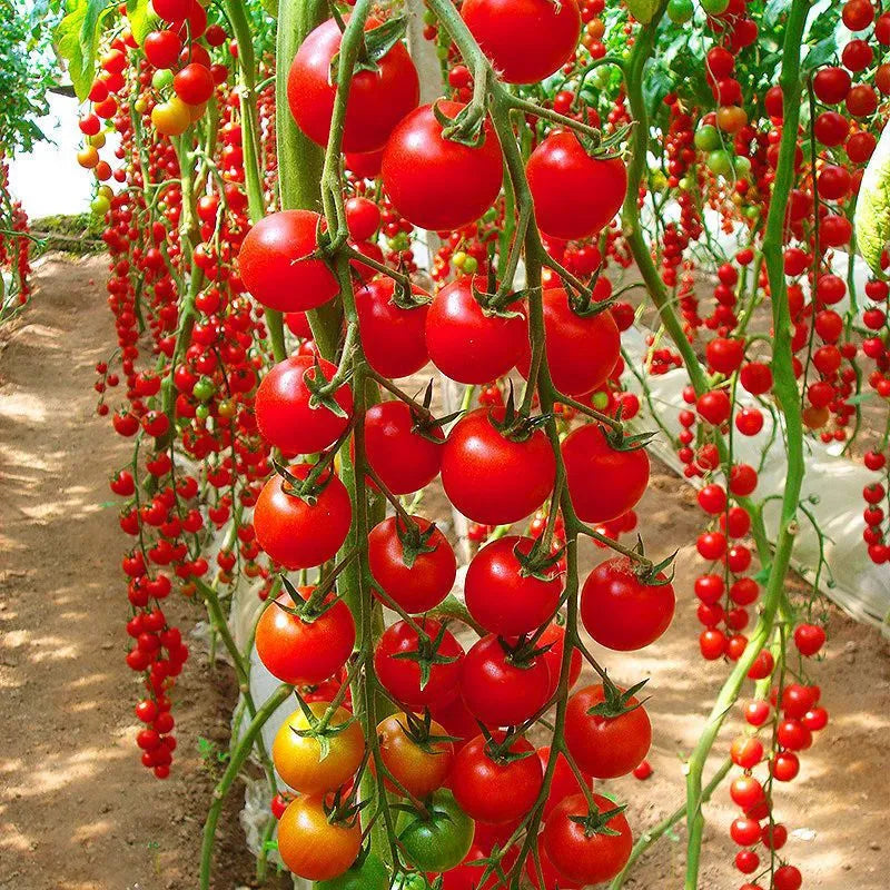 🌱 Easy to grow 🍅 Waterfall tomato seeds - high yield🔥Free Plant Growth Supplement