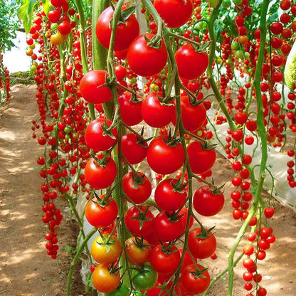 🌱 Easy to grow 🍅 Waterfall tomato seeds - high yield🔥Free Plant Growth Supplement