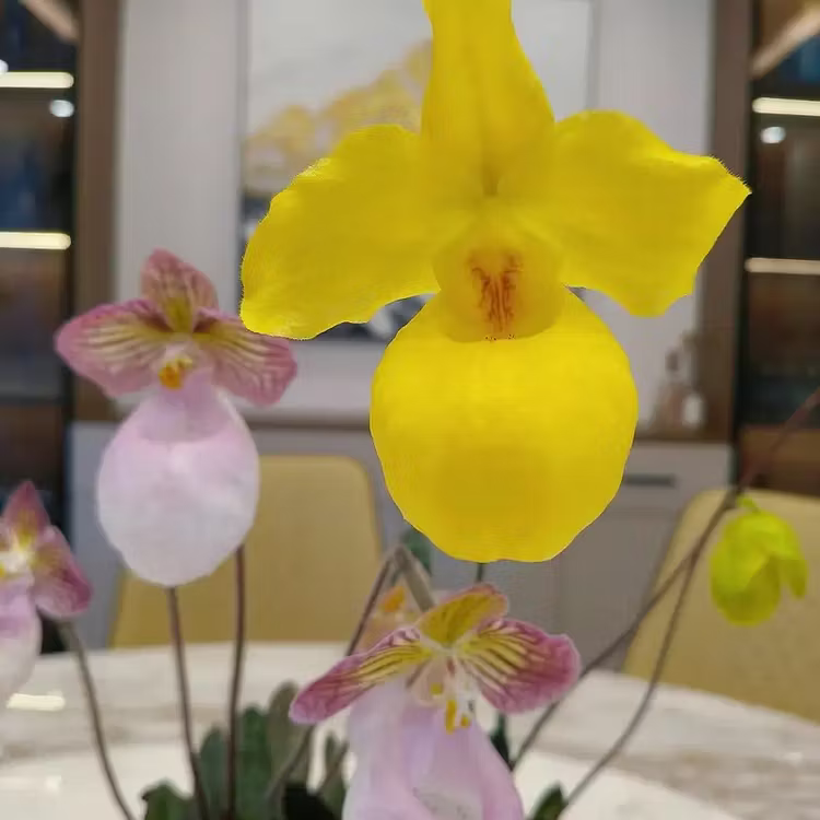 Mixed color Rare Slipper Orchid Seeds – Stunning Paired Colors, Easy to Grow Indoors