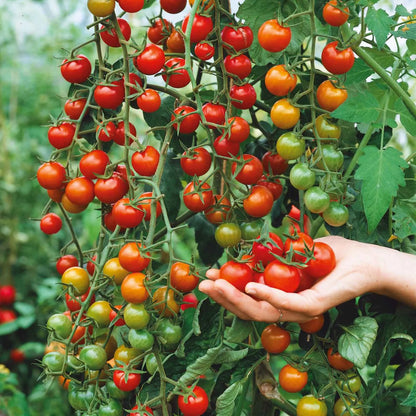 🌱 Easy to grow 🍅 Waterfall tomato seeds - high yield🔥Free Plant Growth Supplement