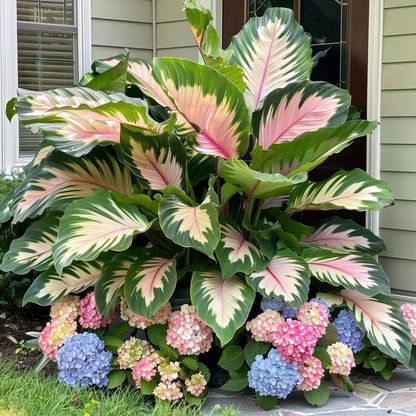 👨‍🌾 Giant Elephant Ear Seeds – Tropical Plants with Massive Leaves