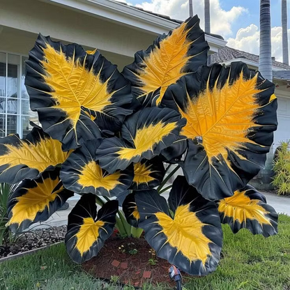 👨‍🌾 Giant Elephant Ear Seeds – Tropical Plants with Massive Leaves