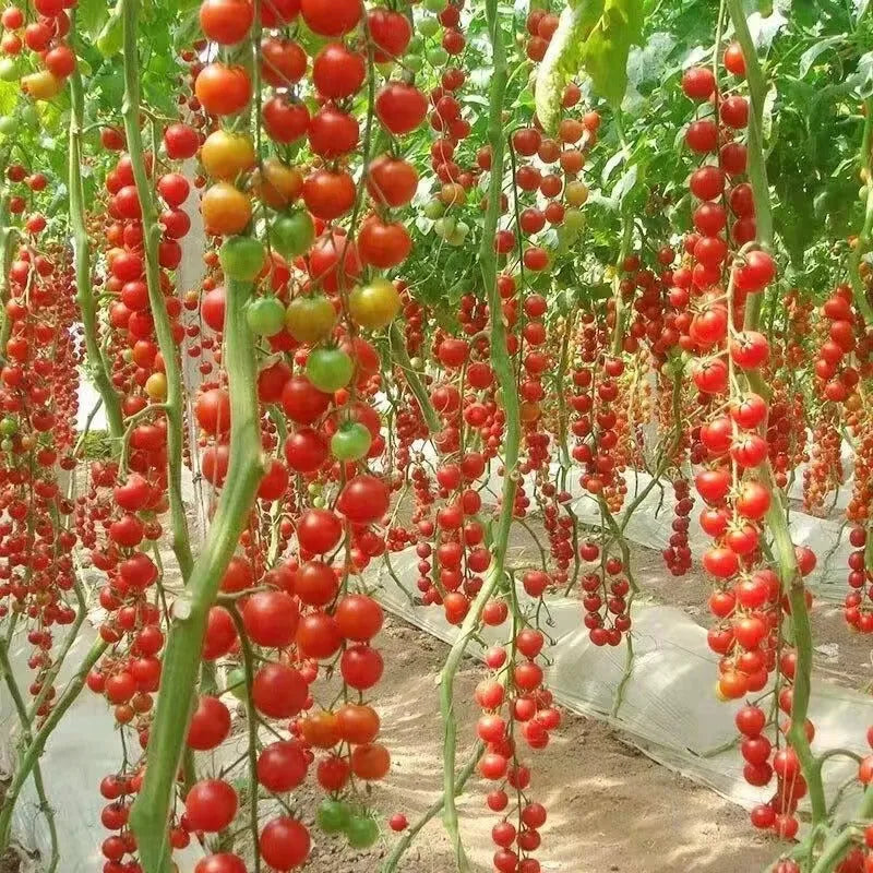 🌱 Easy to grow 🍅 Waterfall tomato seeds - high yield🔥Free Plant Growth Supplement