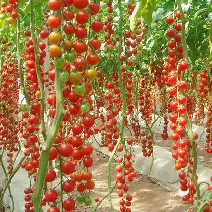 🌱 Easy to grow 🍅 Waterfall tomato seeds - high yield🔥Free Plant Growth Supplement