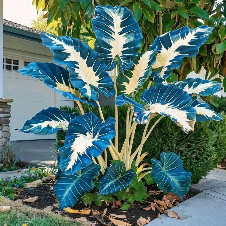 👨‍🌾 Giant Elephant Ear Seeds – Tropical Plants with Massive Leaves