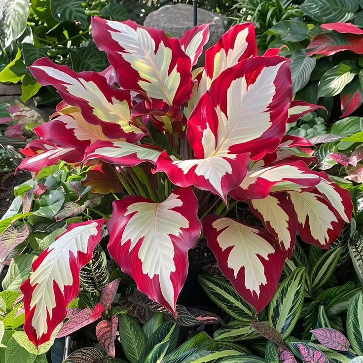 👨‍🌾 Giant Elephant Ear Seeds – Tropical Plants with Massive Leaves