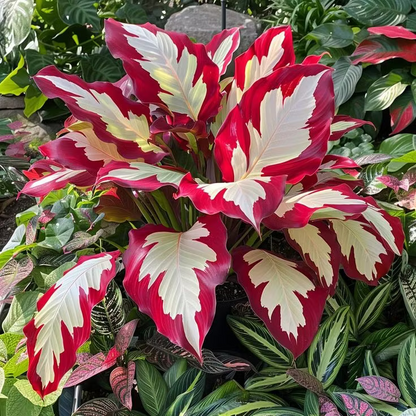 👨‍🌾 Giant Elephant Ear Seeds – Tropical Plants with Massive Leaves
