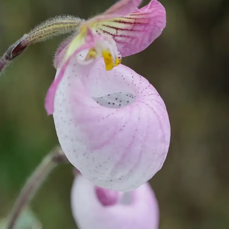 Mixed color Rare Slipper Orchid Seeds – Stunning Paired Colors, Easy to Grow Indoors