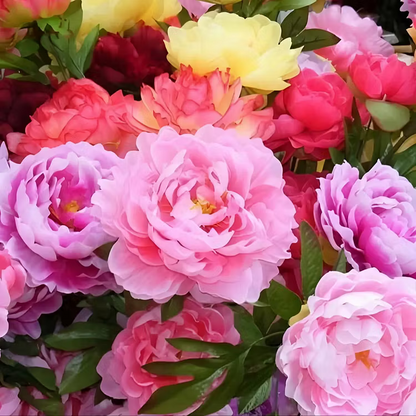 🌸 Double Climbing Peony Vine Hardy Perennial Garden Climber for Indoor & Outdoor Beauty